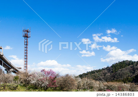 高尾山近郊の梅郷 高尾山近郊の梅郷 14386803