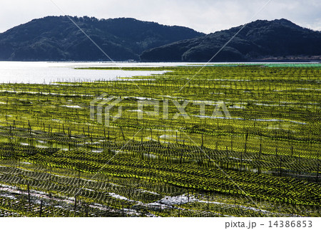 海苔養殖 海苔養殖 14386853