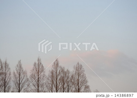 木と空とうっすら雲 木と空とうっすら雲 14386897