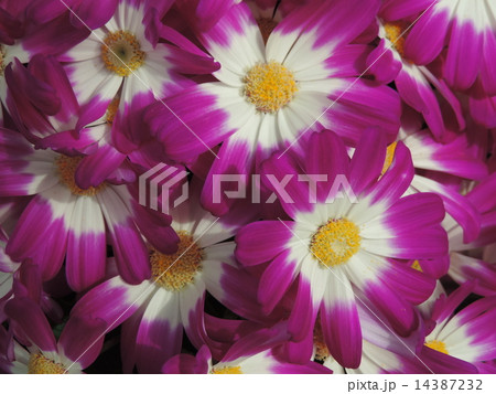 たくさんの花 14387232