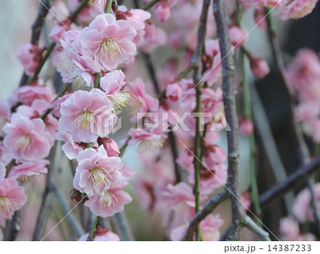 しだれ梅 14387233