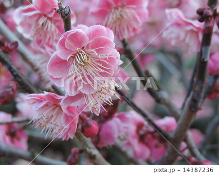 八重松島 14387236