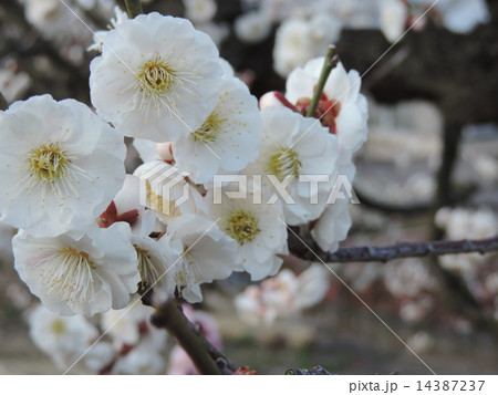 梅の花たち 14387237