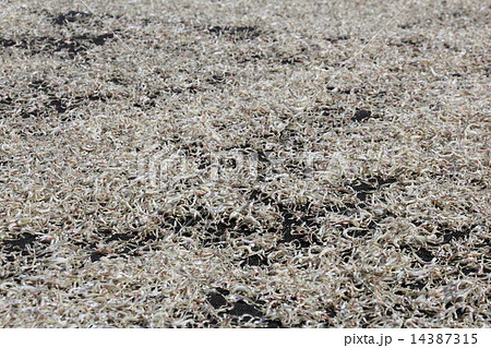 ちりめんじゃこの天日干し 14387315