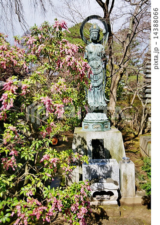 出世観音とアセビの花 出世観音とアセビの花 14388066
