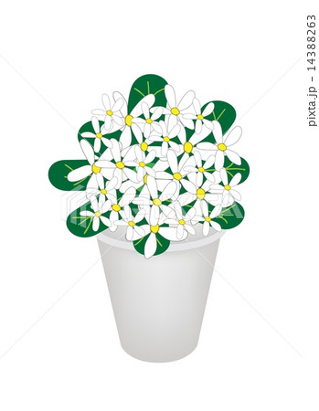 Beautiful Hydrangea Flower in A Flowerpot Beautiful Hydrangea Flower in A Flowerpot 14388263