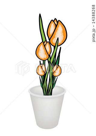 Beautiful Yellow Tulip Flowers in A Flowerpot 14388268