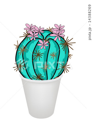 Cactus Plant and Pink Flower in A Flowerpot Cactus Plant and Pink Flower in A Flowerpot 14388269