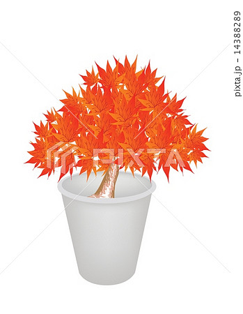 Illustration of Maple Bonsai in A Flower Pot 14388289