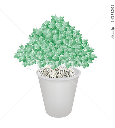 Beautiful Bonsai Tree in A Flower Pot 14388291