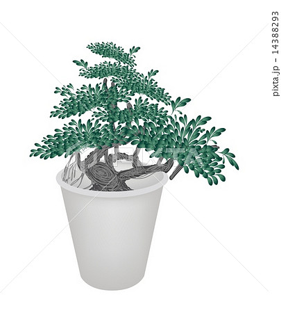Illustration of Small Banyan Tree in Flower Pot 14388293