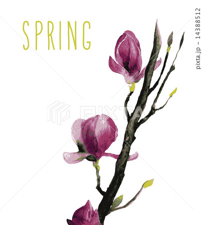 Watercolor of Magnolia flowers Watercolor of Magnolia flowers 14388512