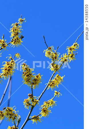 マンサク（満作） 14388550