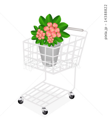 Fresh Crown of Thorns in A Shopping Cart 14388822
