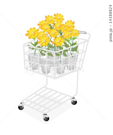 Group of Cosmos Flowers in A Shopping Cart Group of Cosmos Flowers in A Shopping Cart 14388824