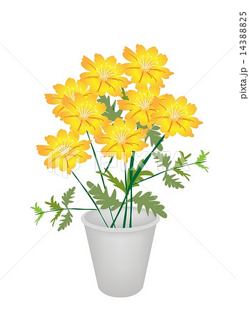 Group of Cosmos Flowers in A Flower Pot Group of Cosmos Flowers in A Flower Pot 14388825