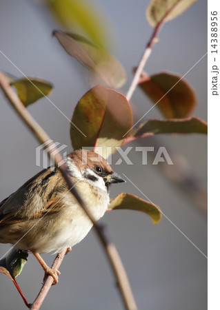 木にとまる雀の写真素材