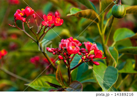 Jatropha integerrima Jatropha integerrima 14389216