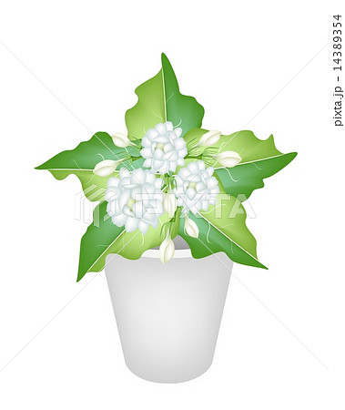Illustration of Jasmine Flowers in A Flower Pot Illustration of Jasmine Flowers in A Flower Pot 14389354