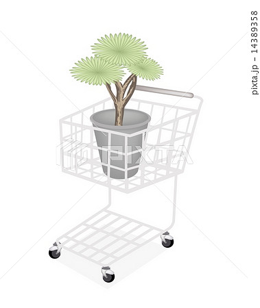 Beautiful Dragon Tree in A Shopping Cart 14389358