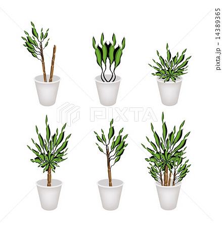 Yucca Tree or Dracaena Plant in A Flower Pot Yucca Tree or Dracaena Plant in A Flower Pot 14389365
