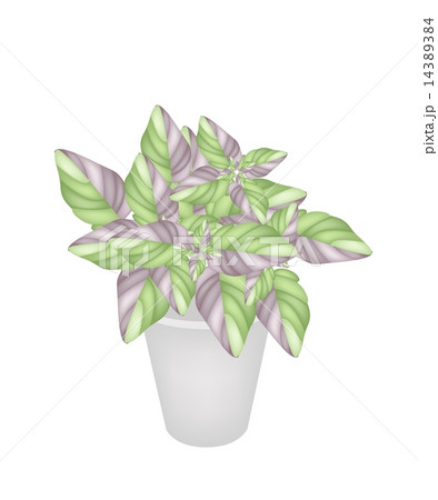 Beautiful Acanthaceae Plant in A Flower Pot 14389384