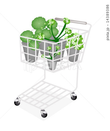 A Set of Asiatic Pennywort in A Shopping Cart A Set of Asiatic Pennywort in A Shopping Cart 14389386