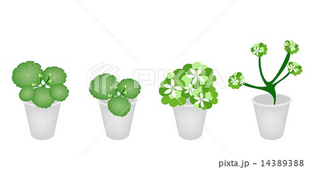 A Set of Asiatic Pennywort in A Flower Pot A Set of Asiatic Pennywort in A Flower Pot 14389388