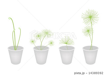 Concepts, Decoration, Symbol,  Plants 14389392