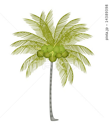A Palm Tree with Fresh Green Coconuts A Palm Tree with Fresh Green Coconuts 14389398