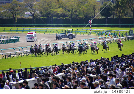 競馬／中山競馬場（千葉県船橋市） 14389425