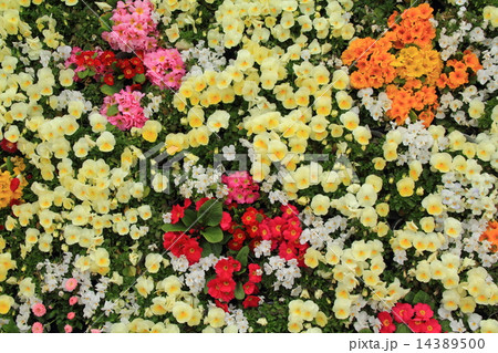 プリムラポリアンサの花壇 14389500