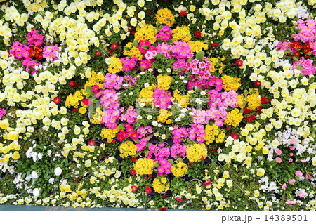 プリムラポリアンサの花壇の写真素材