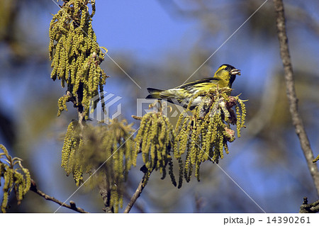 ハンノキの花を食べるマヒワ 14390261
