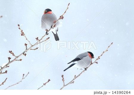 冬芽を食べる2羽のウソ 冬芽を食べる2羽のウソ 14390264