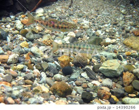 2匹のヤマメ 14390266