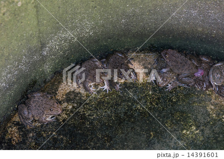 Frogs in hatchery well farm Frogs in hatchery well farm 14391601