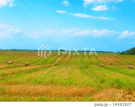 Stack of hay on the green field. Stack of hay on the green field. 14391927
