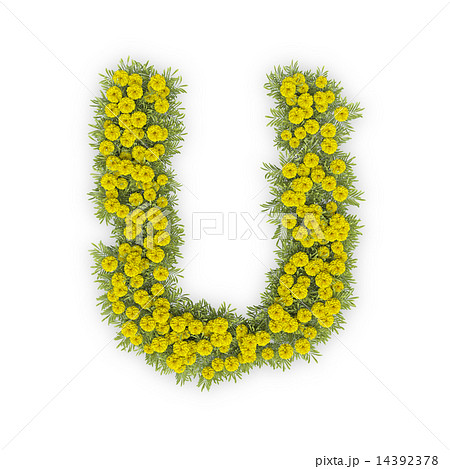 小菊のアルファベット 小菊のアルファベット 14392378