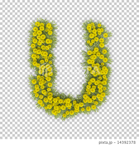 小菊のアルファベット 小菊のアルファベット 14392378