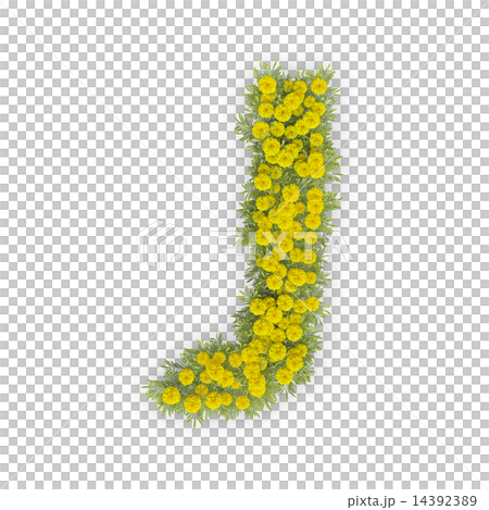 小菊のテキスト 小菊のテキスト 14392389