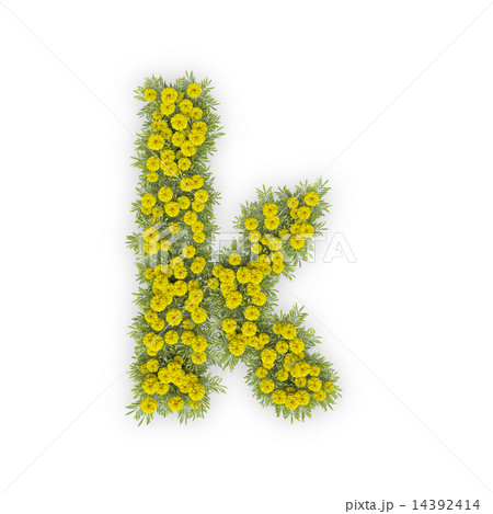 小菊のテキスト 14392414