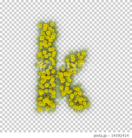 小菊のテキスト 14392414