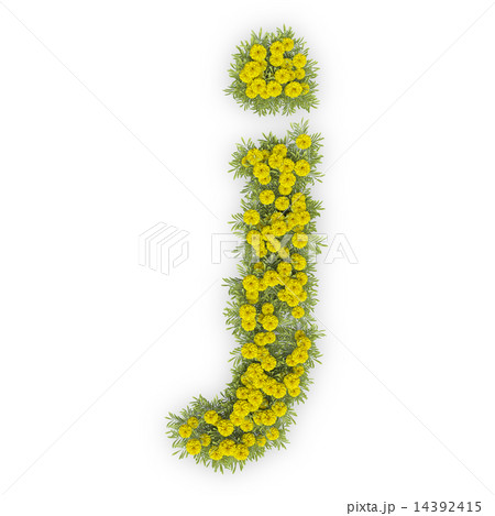 小菊のアルファベット 14392415