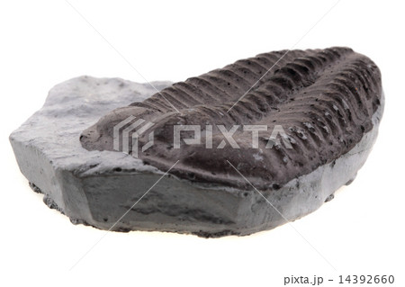 trilobite fossil trilobite fossil 14392660