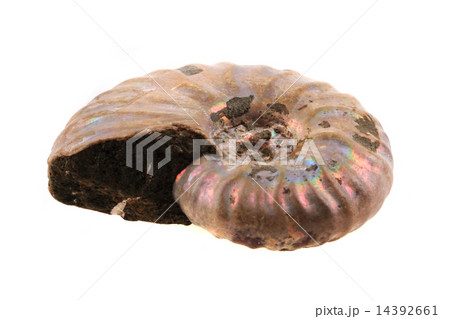 ammonite fossil 14392661
