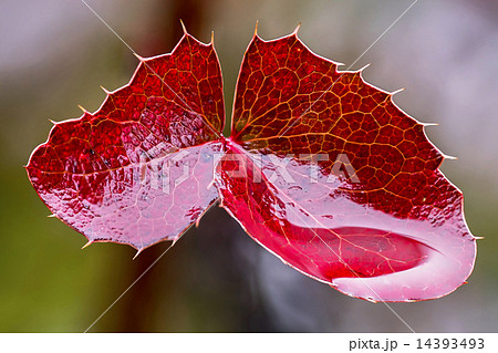 Red leaves Mahoniaの写真素材 [14393493] - PIXTA