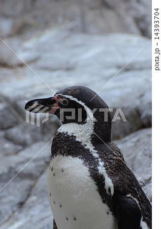 フンボルトペンギン65 14393704
