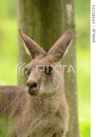 オオカンガルー 14393731