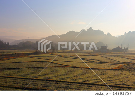 田んぼの朝霧 14393757